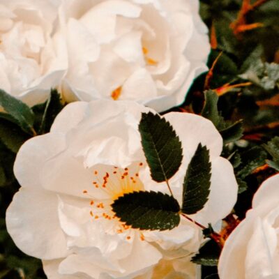 SKYBOTTLE HAIR & BODY MIST WHITE RAIN