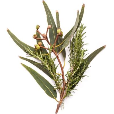 BONDI WASH FLOOR WASH SYDNEY PEPPERMINT & ROSEMARY