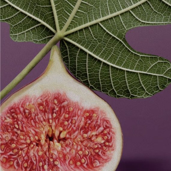 D. S. & DURGA CANDLE HOLY FICUS